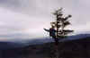 Dave D in tree.JPG (16226 bytes)