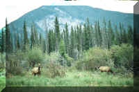 Elk.jpg (56527 bytes)