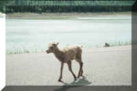 baby sheep.jpg (40180 bytes)