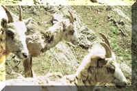 bighorn sheep 2.jpg (69914 bytes)