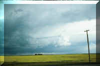 canola in storm 2.jpg (29152 bytes)
