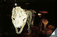 dinosaur.jpg (32064 bytes)