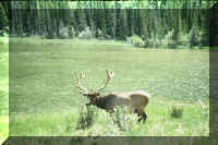 elk by river.jpg (59824 bytes)