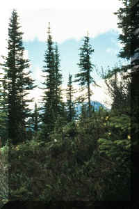 flowers and trees.jpg (54621 bytes)