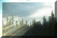 sun thru trees.jpg (30725 bytes)